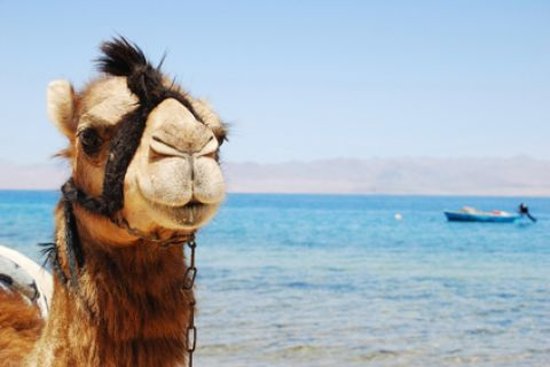 Your Guide in Sharm El Sheikh