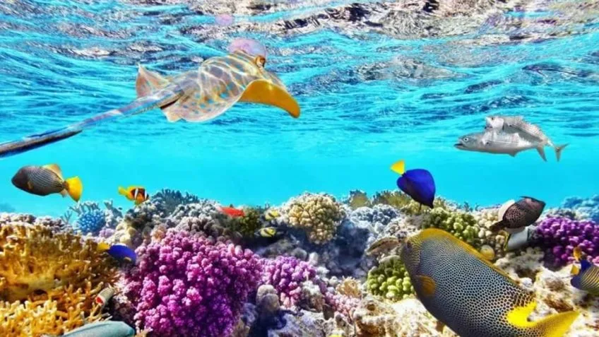 Your Guide in Sharm El Sheikh