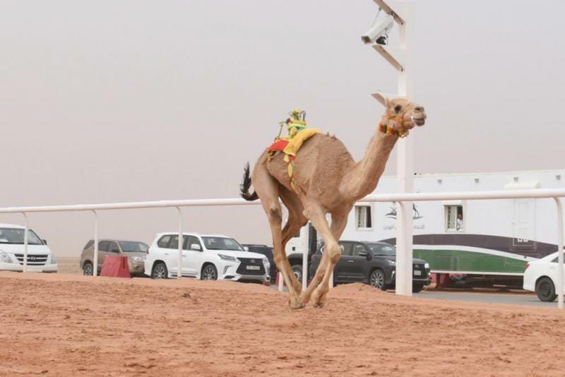 Your Guide in Sharm El Sheikh