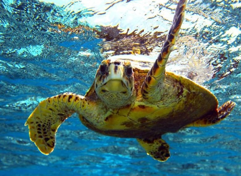 Your Guide in Sharm El Sheikh