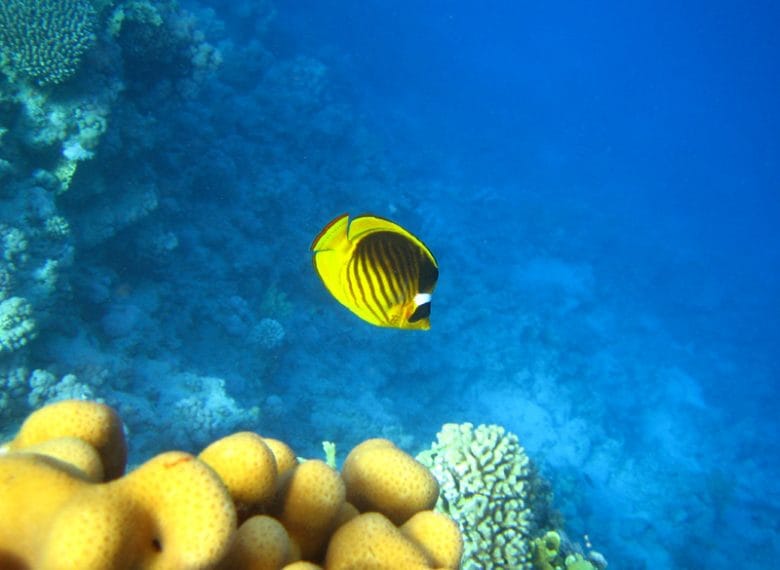 Your Guide in Sharm El Sheikh